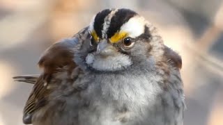 Whitethroated sparrow call  song  sounds [upl. by Nemzaj312]