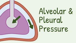 Alveolar Pressure and Pleural Pressure [upl. by Erapsag]