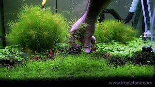 ELEOCHARIS PARVULA Fast Trimming [upl. by Ahsekim]