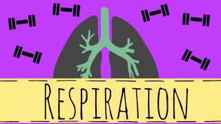 Respiration  Aerobic and Anaerobic Respiration  GCSE Biology [upl. by Philana]