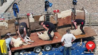 A UK Sheep Shearing Squad in Action [upl. by Anavi810]