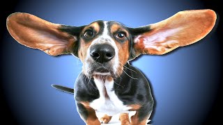 High Frequency Sound For Dogs [upl. by Ainoval]