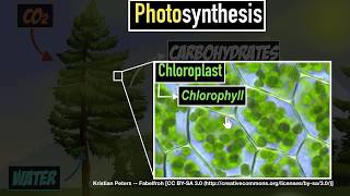 Photosynthesis  Life processes  Biology  Khan Academy [upl. by Ahsinert]