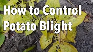 Blight 5 Ways to Control Potato Blight Late Blight [upl. by Dnalyk]