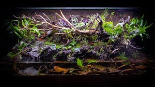 The ULTIMATE FireBellied Toad Paludarium [upl. by Airda]