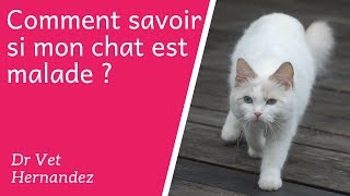 Comment savoir si mon chat est malade [upl. by Eblehs633]