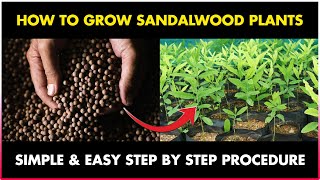 How to grow SANDALWOOD TREE from Seed at Home  How to Germinate Sandalwood seed at Home [upl. by Aneelahs]