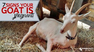 7 Goat Pregnancy Signs [upl. by Adieren]