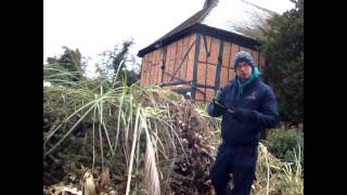 How to cut back pampas grasses [upl. by Enidlarej]