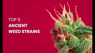 Top 5 Ancient Weed Strains [upl. by Sihonn]