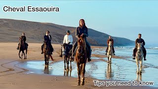 CHEVAL ESSAOUIRA Horse riding holiday MY FAV TRIP Morocco [upl. by Hoxsie]