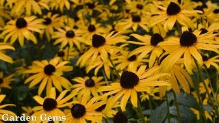 Blackeyed susan Rudbeckia fulgida Goldstrum [upl. by Teiluj823]