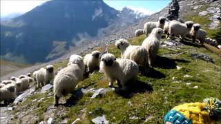 Meet the Valais blacknose sheep [upl. by Lanie]