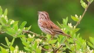 Song Sparrow Singing [upl. by Dranyl]