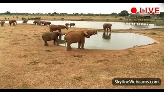 Safari live from Kenya  SkylineWebcams [upl. by Steel]