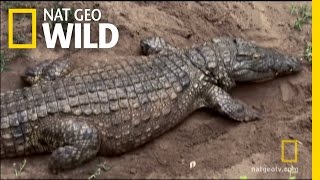 Hatching Crocs  Nat Geo Wild [upl. by Yeorgi351]