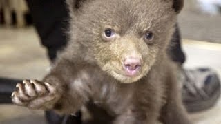 Hear baby bear make cutest noise [upl. by Lippold]