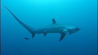 Facts The Thresher Shark [upl. by Reteip]