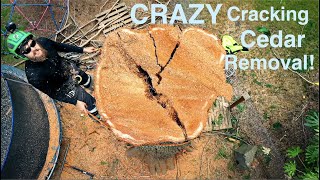 CRAZY Cracking Cedar Emergency Removal Huge Tree starts to break apart [upl. by Waverley164]