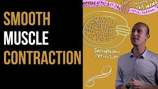 1 Minute Recap  Smooth Muscle Contraction [upl. by Aelam585]