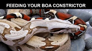 Feeding Your Boa Constrictor [upl. by Ataeb608]