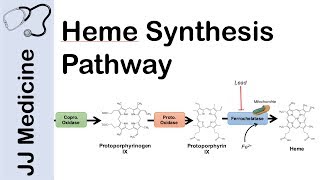 Heme Synthesis Pathway [upl. by Ocirderf]