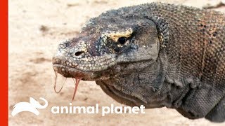 Powerful Komodo Dragons Observed Hunting In The Wild  Raw Nature [upl. by Claretta]