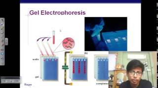 Gel Electrophoresis of DNA [upl. by Lavoie671]