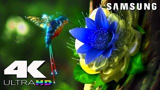 4K ULtra HD  SAMSUNG UHD Demo׃ LED TV [upl. by Baily576]