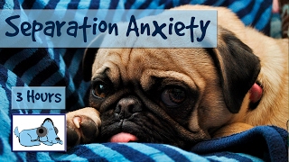 Over THREE Hours of Relaxation for Dogs with Separation Anxiety Calm Your Dog While Youre Away [upl. by Aehta101]