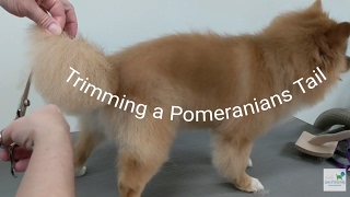 How to Trim a Pomeranians Tail [upl. by Hendrick]