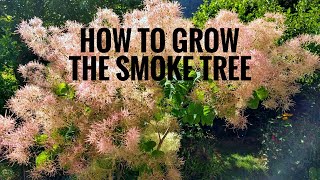 How to grow the Smoke Tree [upl. by Piggy]