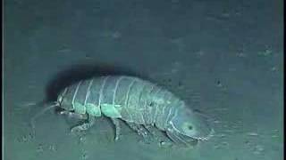 Deep Sea Isopods [upl. by Lehet]