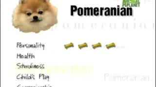 Breed All About It  Pomeranian [upl. by Lissner]