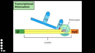 Transcriptional Attenuation [upl. by Etana465]