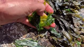 How to harvest seaweed in the Pacific Northwest [upl. by Mossman245]