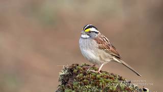 Whitethroated Sparrow Sings  4k [upl. by Annoyed]