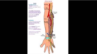 Ulnar Nerve part 1  Dr Ahmed Farid [upl. by Anilet547]