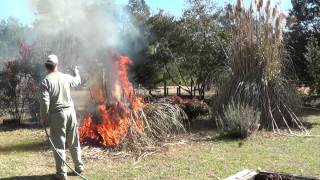 Safely Burn or Trim Pampas Grass How To Clean up Pampas Grass part I [upl. by Iad]