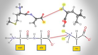 Peptide Bond Formation  Animation [upl. by Ettevi305]