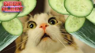 Why Cats Are Scared of Cucumbers [upl. by Arel]