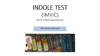 IMViC INDOLE TEST  Biochemical tests SYBSc Microbiology [upl. by Nivled]