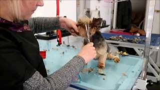 HOW TO GROOM A YORKIES FACE [upl. by Landmeier]