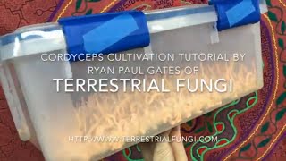 Cordyceps cultivation video by Ryan Paul Gates of Terrestrial Fungi [upl. by Sewel976]