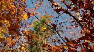 Wind Sounds 1 Hour  Wind Blowing Through Autumn Forest [upl. by Mercuri]