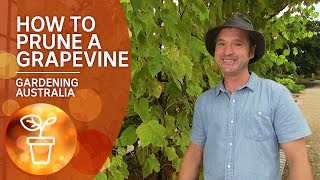 How to prune a grapevine [upl. by Perkins]