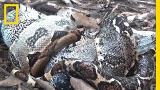 The Boa in My Backyard  National Geographic [upl. by Mylor60]