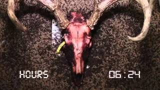 Flesh Eating Beetles vs European Deer Skull [upl. by Cresa]