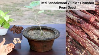 Grow Red Sandalwood Tree at home  लाल चन्दन उगाएं घर पे  रक्त चन्दन  Laal Chandan [upl. by Aynad651]