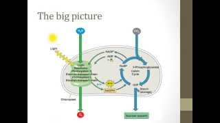 Stages of photosynthesis [upl. by Adnoved]